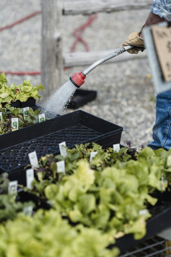 A gardener waters young seedlings in a nursery tray outdoors. Vibrant and healthy.