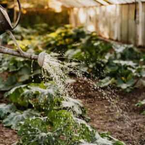 A watering can sprays water over lush green plants in a sunlit greenhouse setting.