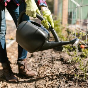 Close-up of gardener using a watering can on vegetable plants in an outdoor garden.